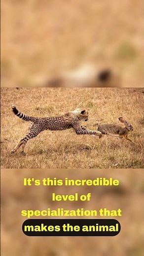 Evolutionary Differences Cheetah vs Leopard 🔍