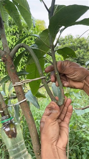 easy way to propagate mango plants using water🥭 #short #gardening #plants