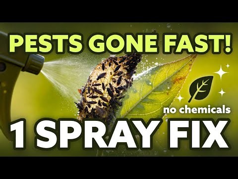 Natural Pest Control Spray That Works in Minutes 🌿 DIY Organic Insecticide & Fungicide”