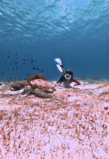 Lặn cùng rùa & jackfish ở Balicasag, Panglao 🧜🏽‍♀️ #freediving #bohol #panglao #philippines #tourfreediving