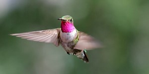 Experiments show hummingbirds see colors you’ve never dreamed of