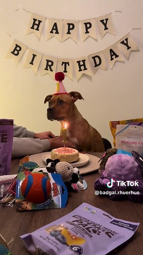 Celebrated Rhue Rhue’s birthday over the weekend 🥹💘✨ #dogbirthdayparty #boxer #dogsoftiktok #puppy