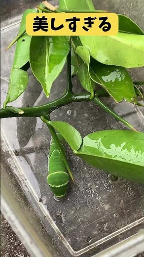 【癒しの時間】霧吹き連射で緑イモムシがゆっくり姿を見せてきた