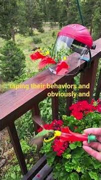 HummViewer feeding hummingbirds in Estes Park, CO!
