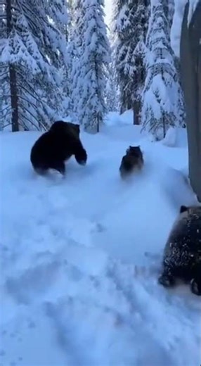 Epic Snow Battle: Wolf vs. Bear Cub in Winter Wonderland! 🐺🐻❄️ #Wildlife