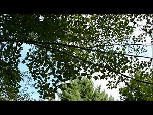Fiskars 14' Tree Pruner (Review   Video Incl.) | HiveFly