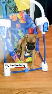 37K views · 201 reactions | This dog did not want to give up the comfort of the baby swing! #dogs #dogsinswings #funnydogs | Reader's Digest | Facebook