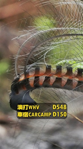 Sam Lin on Instagram: "最漂亮的醜鳥🔥 - SUPERB LYREBIRD 華麗琴鳥 分布在澳洲東南部潮濕森林中，以土壤上層無脊椎動物為食，成鳥雄鳥有華麗醒目的尾羽，鳴叫聲多變化且擅長模仿周遭聲音。 - 【歐帝生望遠鏡 OPTISAN】 官網全站折扣碼：seaweedsamlin 【澳洲小團包車賞鳥】詳情私訊討論 #澳洲 #打工度假 #車宿 #賞鳥 #公路旅行 #墨爾本 #琴鳥"