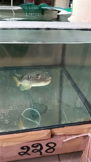 🦈📈Amazing Puffer Fish#aquarium #shorts #subscribe