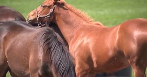 Meet the group behind Kentucky's registry of racehorses