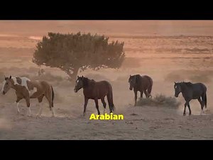 "The Beauty and Value of Wild Horses in the Arab World: Exploring Colors, History, and Conservation"