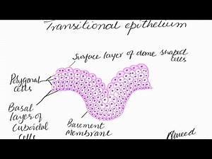 Let's learn to draw Transitional epithelium