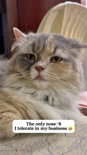 Funny cats and their noses 👃