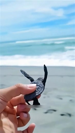 🐢 Why you should NEVER carry baby turtles into the sea 😨🌊