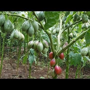 Agribusiness Tree tomato (tamarrilo) farming. How to maximise harvest on tree tomato