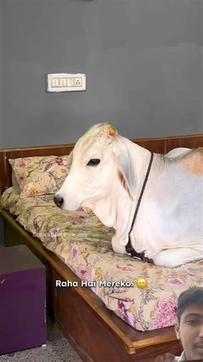 Vrinda Control Natures Call ❤️#talkingcow #vrinda #cowsblike