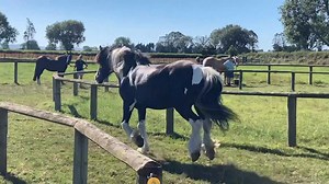 Coming soon to the South Island....... | Russell Higgins Foundation Horsemanship