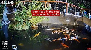 Feed the Fish Cam, Zoo Cafe