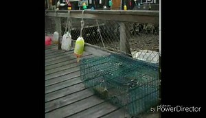 1K views · 34 reactions | Want to see a BLUE lobster? If so, check out this video. Enjoy | Science In ASL | Facebook