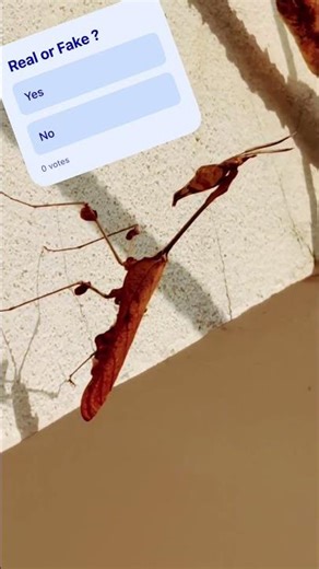 Eega the fly #shorts #viral