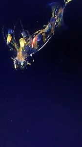 51K views · 1.4K reactions | Scientists encountered the alien-like Planctoteuthis squid on a deep ROV 3 days ago. | Raw and savage. | Facebook