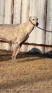 10M views · 39K reactions | Life Series: Snapshots of Essential Behaviors. 溺 #Behaviors #Biology #Nature #Instinct #Animals | Pro Hounds World | Facebook