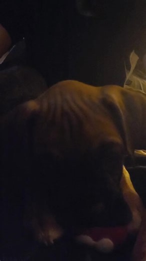 Finding My Perfect Boxer Puppy