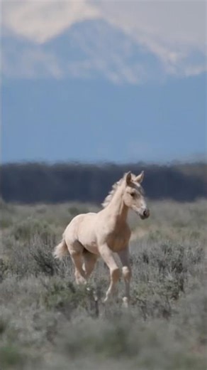 Wild palomino filly runs back to its mother in WY. #wildhorse #nature #savethewildhorses