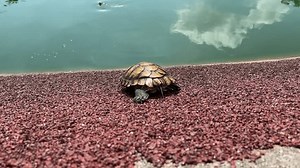 Terrapin Making Dash Pond : vidéo de stock (100 % libre de droit) 3815072107 | Shutterstock