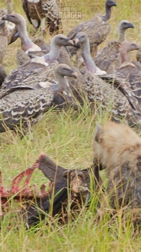 489K views · 5.1K reactions | Hyena chases vultures!! #zebraplainsmoments #zebraplainscollection To book your Maasai Mara Safari at one of Zebra Plains Collection's Camps you can get in touch at: reservations@zebraplainsmara.com Or WhatsApp on +254790789122 Download our brochures to learn more about the camps: www.zebraplainscollection.com/brochures | Rob The Ranger Wildlife Videos | Facebook