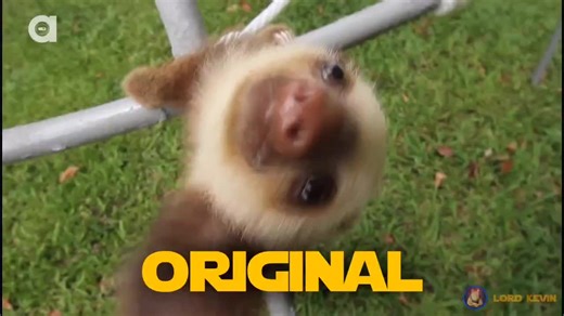Screaming Sloth - Sound Variations #sloth #soundvariations #meme #memes #youtube #gaming #compilation #animal