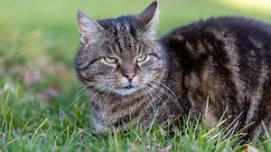 Wenn die Katze krank ist