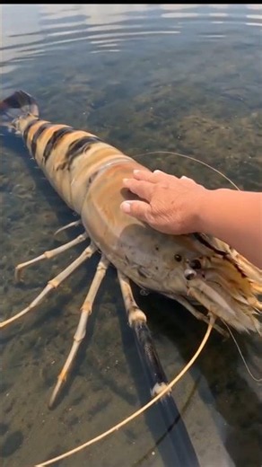 Giant freshwater prawns in freshwater, brackish, and saltwater, weighing 5 kg