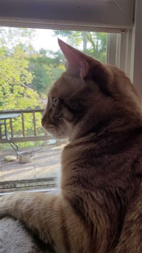 Don't interrupt my window time!😸