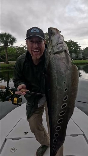 ALIEN FISH! #knifefish #exoticfishes #southflorida