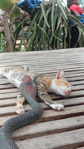 Exploring the Wonderful World of Animals and Wildlife Every Day