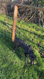 36 reactions · 3 comments |  Bring the pups — they’re part of the...