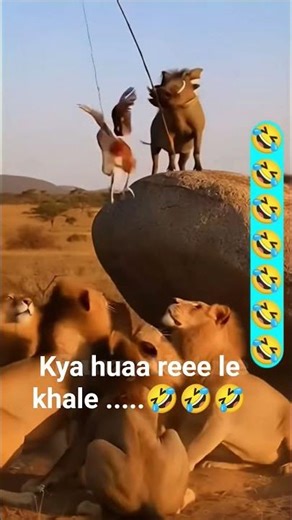 animals funny life moments #viral #funny #trend #comedy #funniestvideo #anmals #comedyfilms #sorts