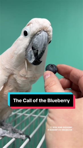 Not many can escape the call of the blueberry #petbirds #funnyparrot #parrotfeeding