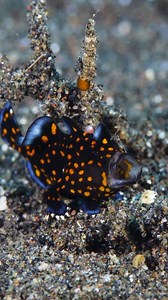 19K views · 841 reactions | Filmed by Yury Ivanov Tiny juvenile clown frogfish showing off its personality. What’s that moving above? #frogfish | Ocean Reality Channel | Facebook
