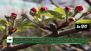 85K views · 5.2K reactions | pink bud fungicide/insecticide spray | Himalayan Farming | Facebook