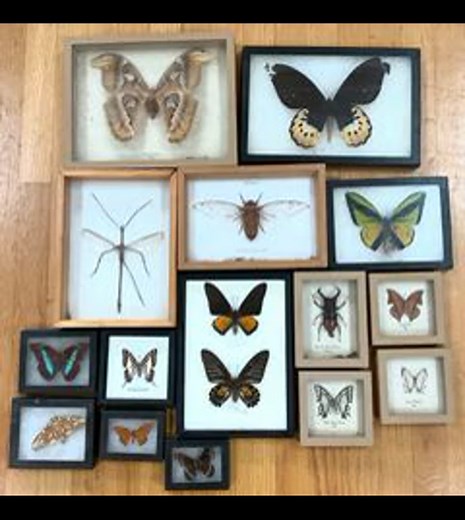 Where Ancient History Meets Modern Science! Our upcoming auction features incredible fossils alongside a selection of microscopes and more. If you enjoy prehistoric things and science, this auction is for you. https://bids-farmerauctionsonline.com/auctions/ZiHCqOimi4LgwKKY2bLy/a/FAR-706--- | Farmer Auctions