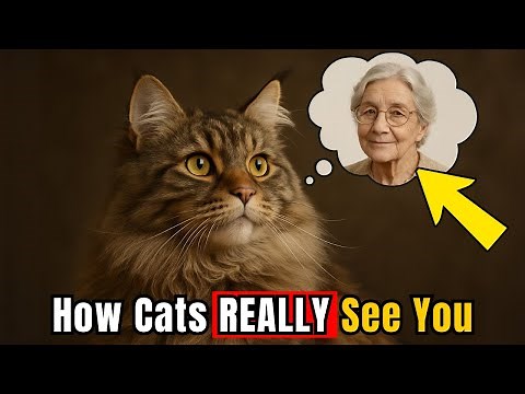 How Cats See Humans – Jaw-Dropping Secrets Every Pet Parent Must Know