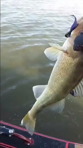 THE BEST Hair Jig for catching River Walleyes!