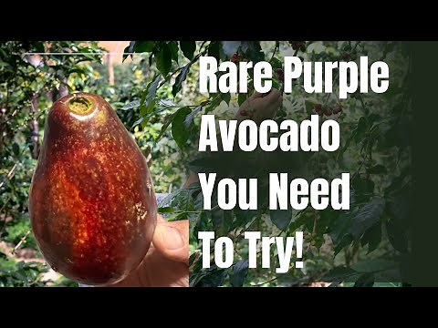Lara Purple Avocado Review – Rare Florida Variety You Must Try!