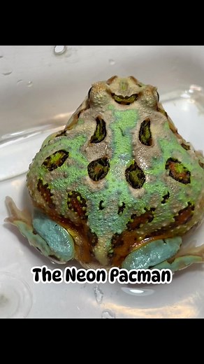 The Neon Pacman #neon #pacman #荧光 #neon | The House of Pacman