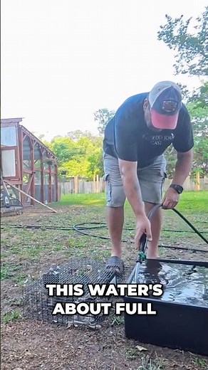 This Rat Trap Actually WORKS #rattrap #homesteadlife #mousetrap