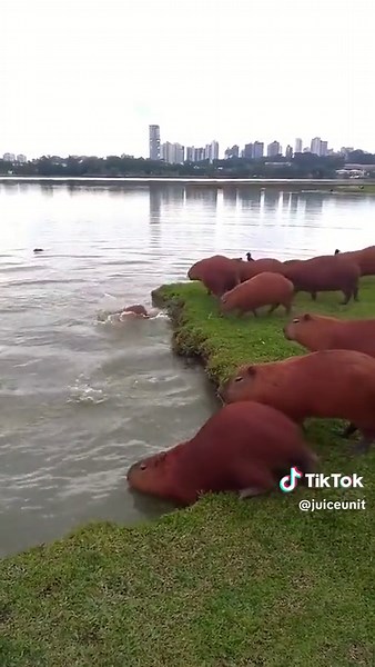 Capybaras jumping into water