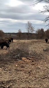 21K views · 366 reactions | On Trumpeter Trail, a 14-mile auto route...