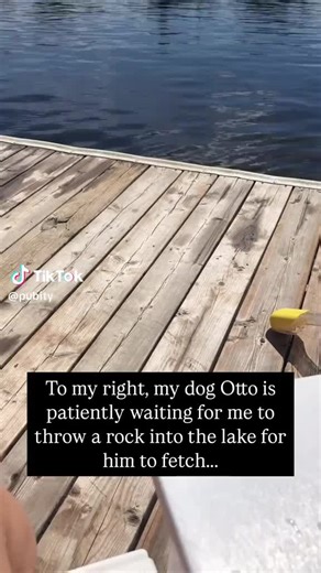 otto just hanging out waiting for his rock to be thrown..lol #otto #trending #fyp #viral#dogsoftiktok